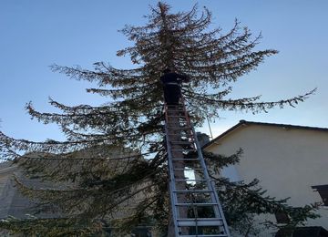 Elagage à Montmorency dans le Val d'Oise 95