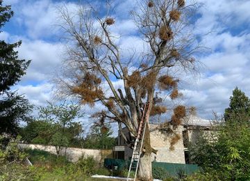 Elagage à Montmorency dans le Val d'Oise 95