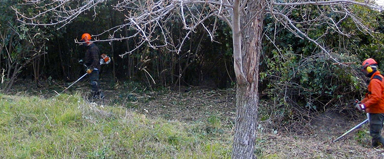 Debroussaillage de parcs et jardins à Montmorency dans le Val d'Oise (95)