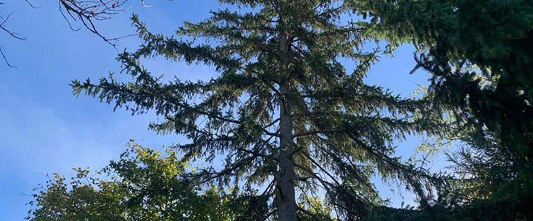 Entreprise d'élagage à Groslay dans le Val d'Oise (95)