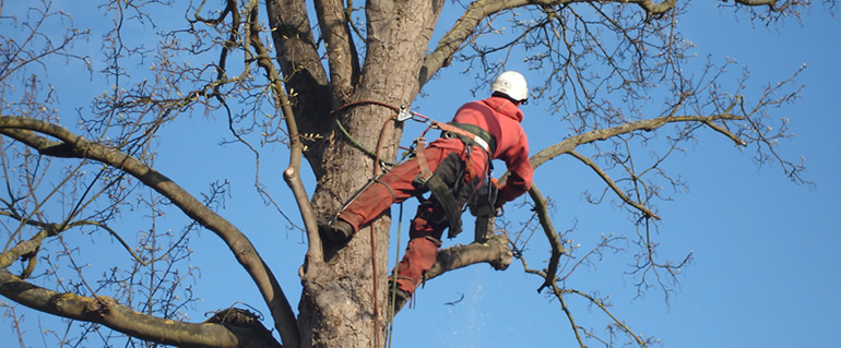 Entreprise d'élagage à Saint-Leu-la-Forêt dans le Val d'Oise (95)