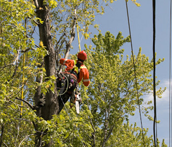 Entreprise d'élagage à Montmorency (95160) dans le Val d'Oise 95