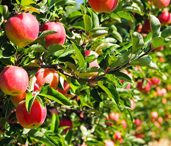 Taille d'arbres fruitiers à Montmorency (95160) dans le Val d'Oise 95