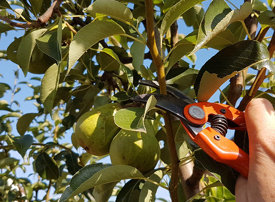 Taille d'arbres fruitiers - Elagage Windrestein à Montmorency dans le Val d'Oise (95)