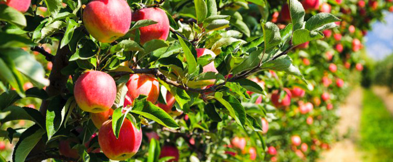 Taille d'arbres fruitiers à Montmorency dans le Val d'Oise (95)